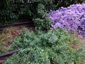 Plants and Rail Tracks