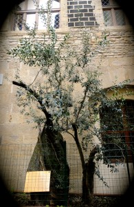 The “Olive Tree of Peace” memorializing the victims of the 27th of May 1993  attack near the Uffizi