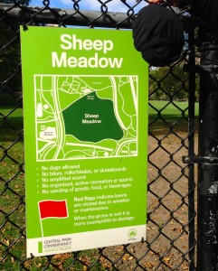 The idea for RestoPresto HIT me at Sheep Meadow in Central Park in 2013! Now it is a reality!